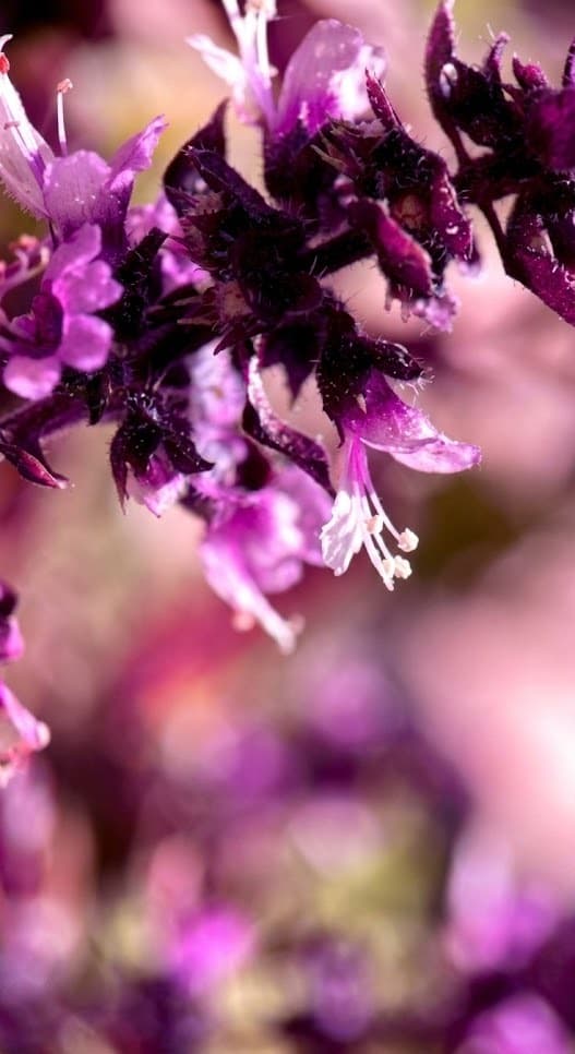 Purple floral accord